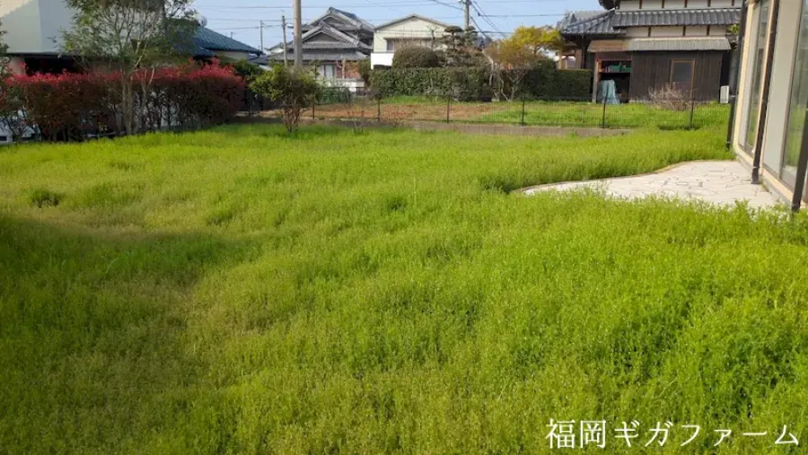 作業前の庭