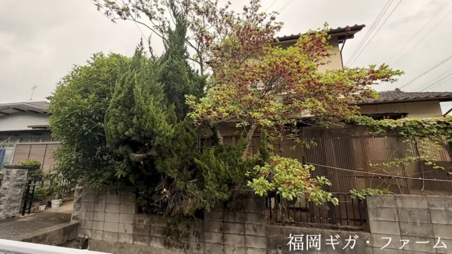 伐採前の中木