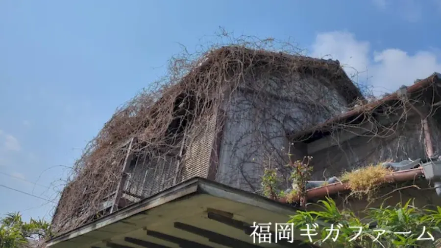 整備前、建物をおおう蔓