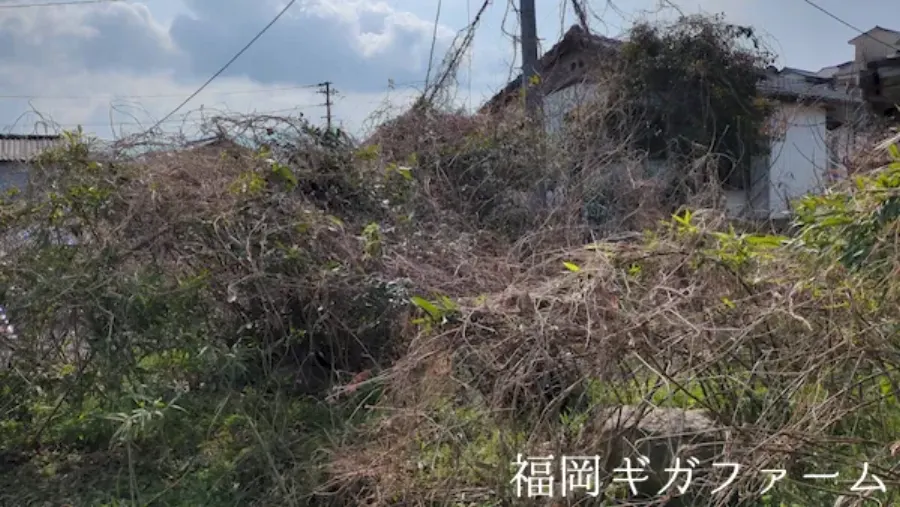 整備前の敷地