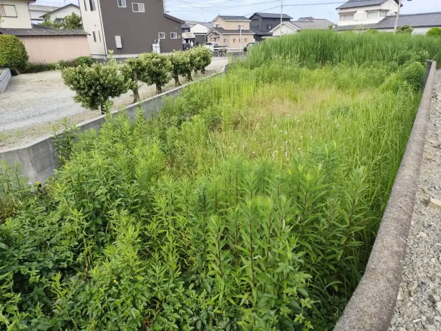 施工前の雑草